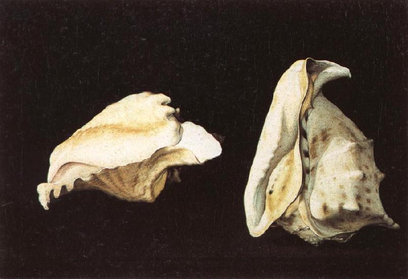 Napoletano, Filippo Two Shells oil painting image